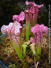 Sarracenia Leucophylla Red Hybride, Pitcher plant, organically grown tropical plants for sale at TOMs FLOWer CLUB.