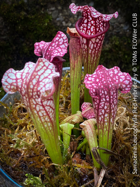 Sarracenia Leucophylla Red Hybride, Pitcher plant, organically grown tropical plants for sale at TOMs FLOWer CLUB.