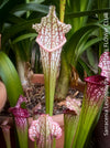Sarracenia Leucophylla Red Hybride, Pitcher plant, organically grown tropical plants for sale at TOMs FLOWer CLUB.