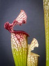 Sarracenia Leucophylla Red Hybride, Pitcher plant, organically grown tropical plants for sale at TOMs FLOWer CLUB.