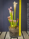 Sarracenia Leucophylla Red Hybride, Pitcher plant, organically grown tropical plants for sale at TOMs FLOWer CLUB.