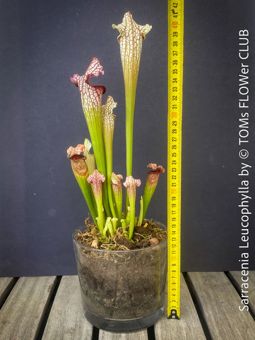 Sarracenia Leucophylla Red Hybride, Pitcher plant, organically grown tropical plants for sale at TOMs FLOWer CLUB.