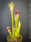 Sarracenia Leucophylla Red Hybride, Pitcher plant, organically grown tropical plants for sale at TOMs FLOWer CLUB.