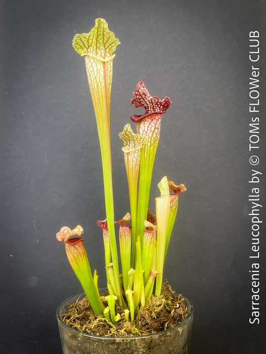 Sarracenia Leucophylla Red Hybride, Pitcher plant, organically grown tropical plants for sale at TOMs FLOWer CLUB.