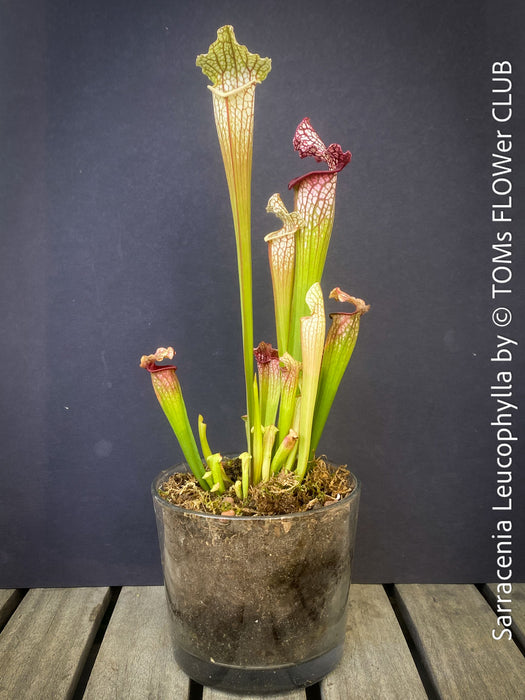 Sarracenia Leucophylla Red Hybride, Pitcher plant, organically grown tropical plants for sale at TOMs FLOWer CLUB.
