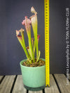 Sarracenia Leucophylla Red Hybride, Pitcher plant, organically grown tropical plants for sale at TOMs FLOWer CLUB.