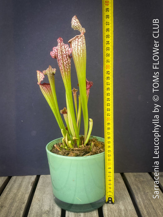 Sarracenia Leucophylla Red Hybride, Pitcher plant, organically grown tropical plants for sale at TOMs FLOWer CLUB.
