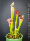 Sarracenia Leucophylla Red Hybride, Pitcher plant, organically grown tropical plants for sale at TOMs FLOWer CLUB.