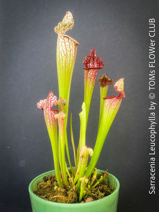 Sarracenia Leucophylla Red Hybride, Pitcher plant, organically grown tropical plants for sale at TOMs FLOWer CLUB.