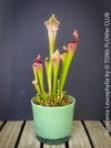 Sarracenia Leucophylla Red Hybride, Pitcher plant, organically grown tropical plants for sale at TOMs FLOWer CLUB.