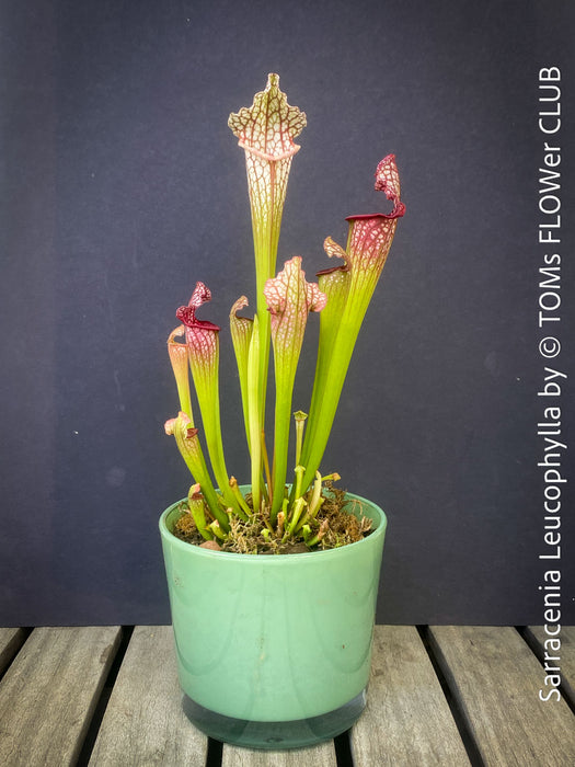 Sarracenia Leucophylla Red Hybride, Pitcher plant, organically grown tropical plants for sale at TOMs FLOWer CLUB.