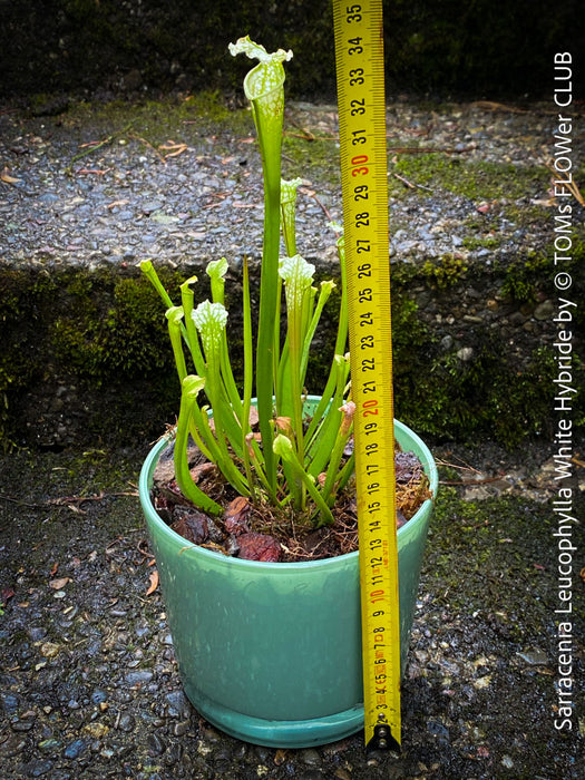 Sarracenia Leucophylla - Pitcher Plant