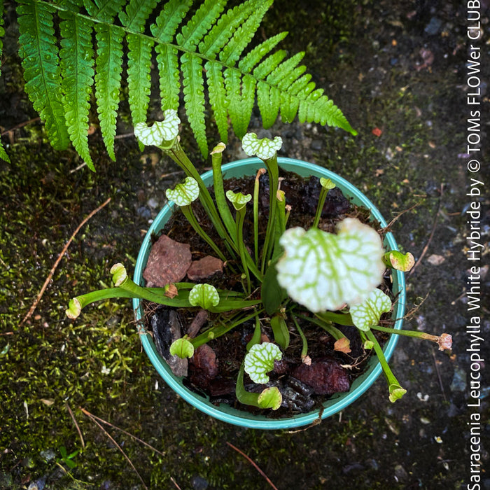 Sarracenia Leucophylla - Pitcher Plant