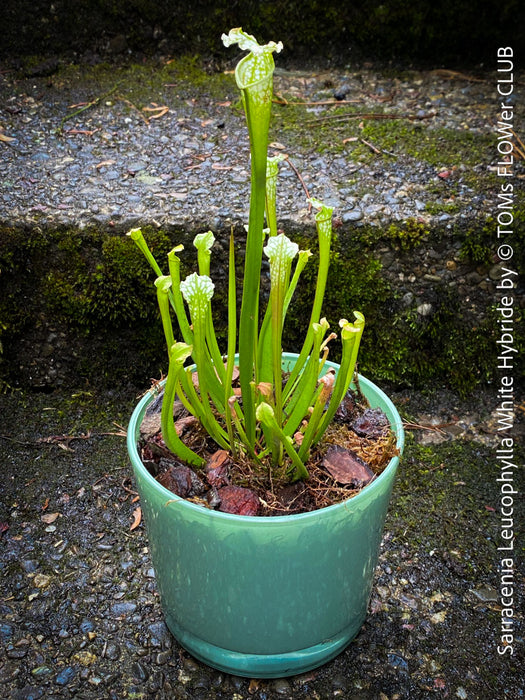 Sarracenia Leucophylla - Pitcher Plant