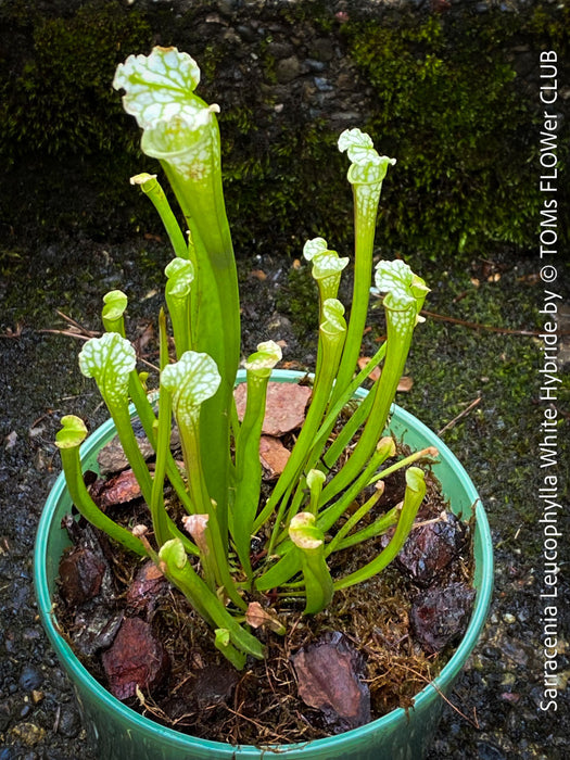 Sarracenia Leucophylla - Pitcher Plant