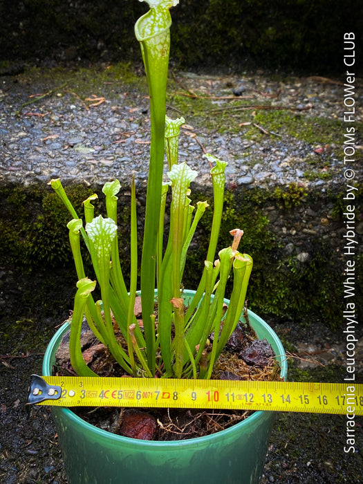 Sarracenia Leucophylla - Pitcher Plant