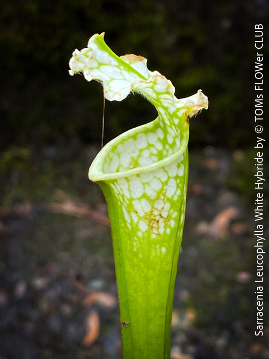 Sarracenia Leucophylla - Pitcher Plant