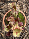 Sarracenia Purpurea - Purple Pitcher Plant, organically grown plants for sale at TOMs FLOWer CLUB.