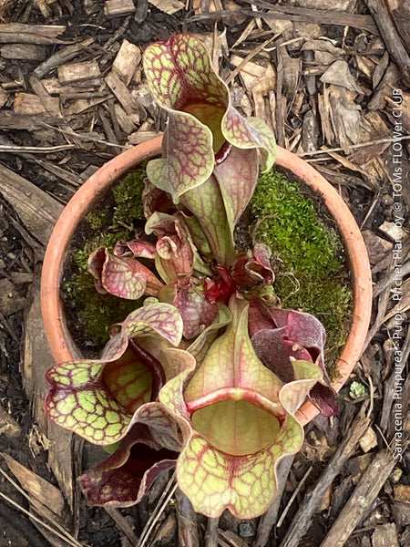 Sarracenia Purpurea - Purple Pitcher Plant, organically grown plants for sale at TOMs FLOWer CLUB.