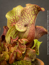 Sarracenia Purpurea - Purple Pitcher Plant, organically grown plants for sale at TOMs FLOWer CLUB.
