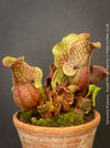 Sarracenia Purpurea - Purple Pitcher Plant, organically grown plants for sale at TOMs FLOWer CLUB.