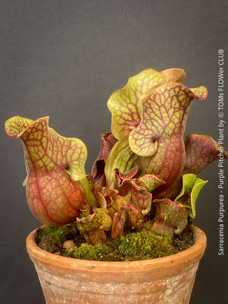 Sarracenia Purpurea - Purple Pitcher Plant, organically grown plants for sale at TOMs FLOWer CLUB.