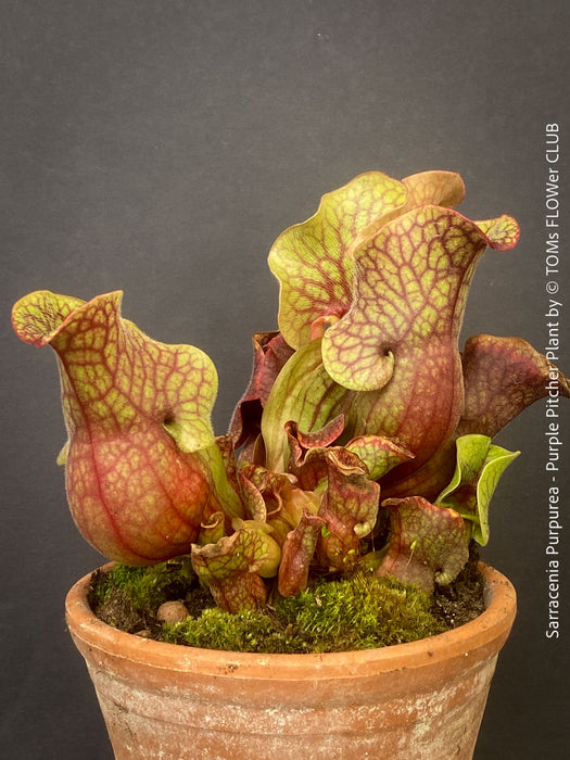Sarracenia Purpurea - Purple Pitcher Plant, organically grown plants for sale at TOMs FLOWer CLUB.