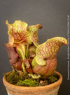 Potted carnivorous plant with purple and green leaves - Sarracenia Purpurea - Purple Pitcher Plant, organically grown plants for sale at TOMs FLOWer CLUB.