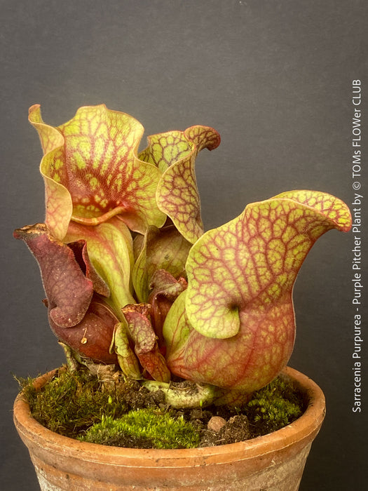 Potted carnivorous plant with purple and green leaves - Sarracenia Purpurea - Purple Pitcher Plant, organically grown plants for sale at TOMs FLOWer CLUB.