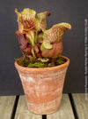 Mature Sarracenia Purpurea - Purple Pitcher Plant, organically grown plants for sale at TOMs FLOWer CLUB.