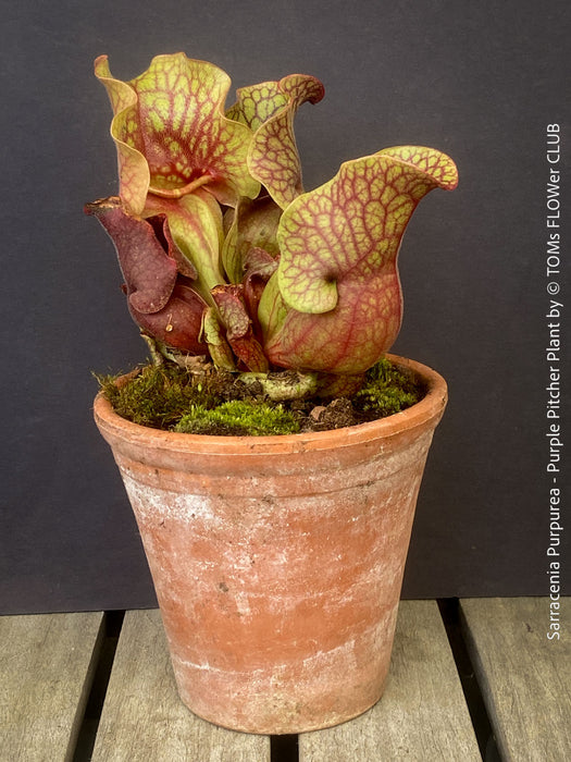 Mature Sarracenia Purpurea - Purple Pitcher Plant, organically grown plants for sale at TOMs FLOWer CLUB.