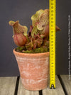 Sarracenia Purpurea - Purple Pitcher Plant, organically grown plants for sale at TOMs FLOWer CLUB.