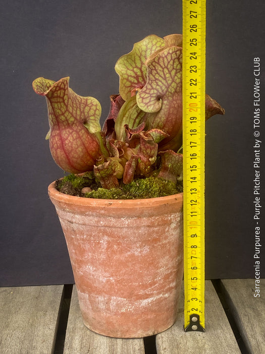 Sarracenia Purpurea - Purple Pitcher Plant, organically grown plants for sale at TOMs FLOWer CLUB.