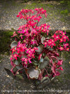 Saxifraga Cortusifolia Dancing Pixies Tally, Steinbrech, organically grown plants for sale at TOMs FLOWer CLUB.
