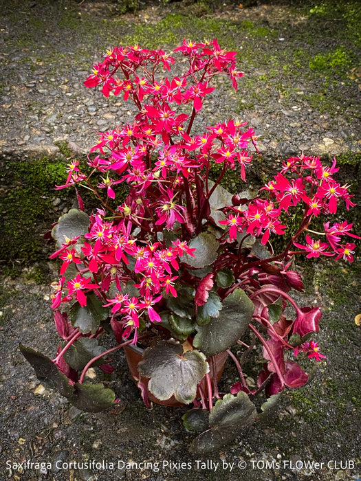 Saxifraga Cortusifolia Dancing Pixies Tally, Steinbrech, organically grown plants for sale at TOMs FLOWer CLUB.