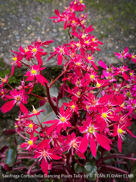 Saxifraga Cortusifolia Dancing Pixies Tally, Steinbrech, organically grown plants for sale at TOMs FLOWer CLUB.