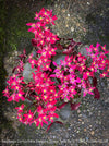 Saxifraga Cortusifolia Dancing Pixies Tally, Steinbrech, organically grown plants for sale at TOMs FLOWer CLUB.
