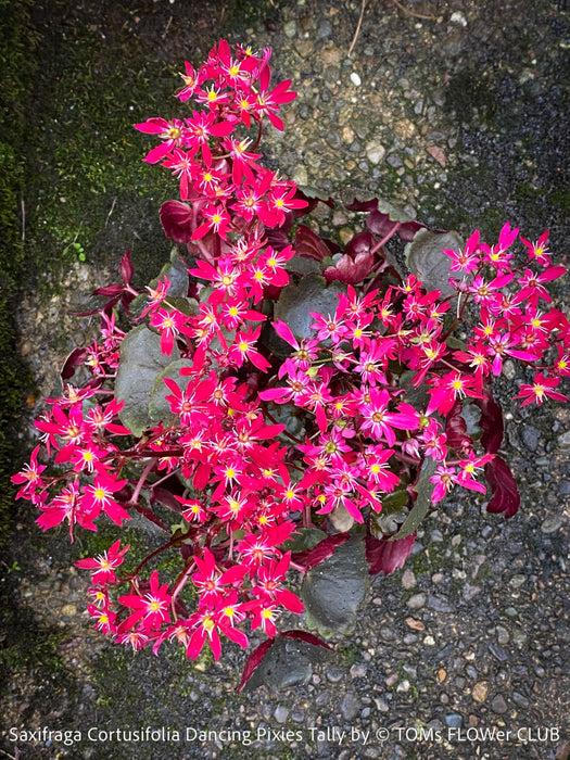 Saxifraga Cortusifolia Dancing Pixies Tally, Steinbrech, organically grown plants for sale at TOMs FLOWer CLUB.