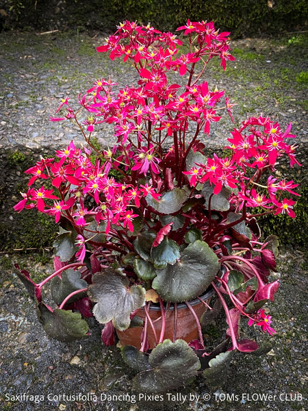 Saxifraga Cortusifolia Dancing Pixies Tally, Steinbrech, organically grown plants for sale at TOMs FLOWer CLUB.
