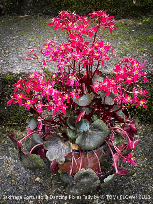 Saxifraga Cortusifolia Dancing Pixies Tally, Steinbrech, organically grown plants for sale at TOMs FLOWer CLUB.
