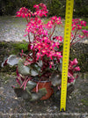 Saxifraga Cortusifolia Dancing Pixies Tally, Steinbrech, organically grown plants for sale at TOMs FLOWer CLUB.