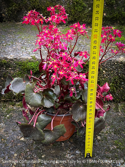 Saxifraga Cortusifolia Dancing Pixies Tally, Steinbrech, organically grown plants for sale at TOMs FLOWer CLUB.