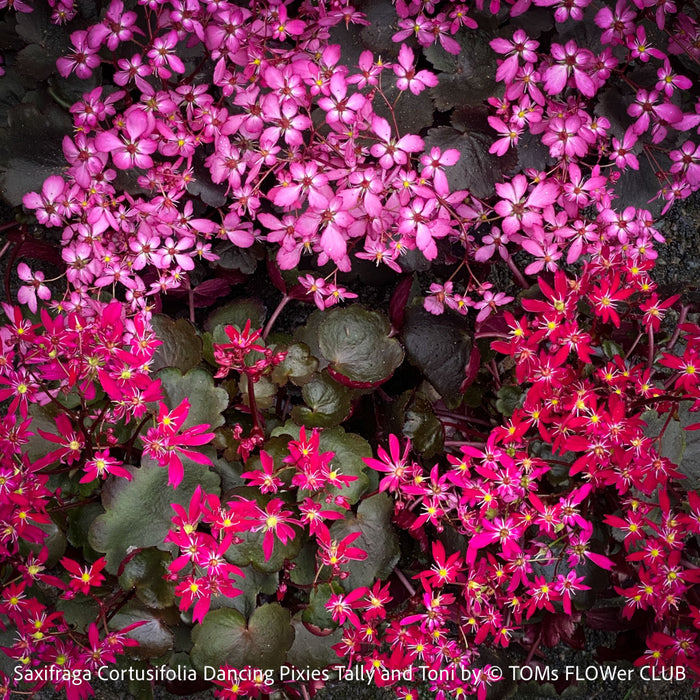 Saxifraga Cortusifolia Dancing Pixies Tally and Toni, Steinbrech, organically grown plants for sale at TOMs FLOWer CLUB.