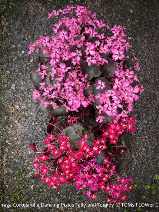 Saxifraga Cortusifolia Dancing Pixies Tally and Toni, Steinbrech, organically grown plants for sale at TOMs FLOWer CLUB.