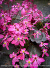 Saxifraga Cortusifolia Dancing Pixies Toni, Steinbrech, organically grown plants for sale at TOMs FLOWer CLUB.