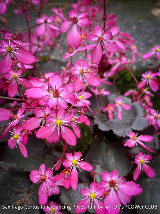 Saxifraga Cortusifolia Dancing Pixies Toni, Steinbrech, organically grown plants for sale at TOMs FLOWer CLUB.