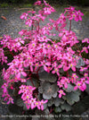 Saxifraga Cortusifolia Dancing Pixies Toni, Steinbrech, organically grown plants for sale at TOMs FLOWer CLUB.