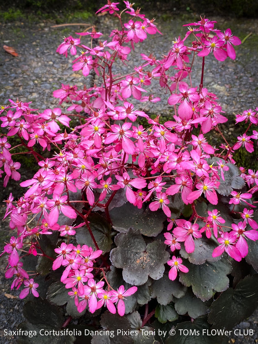 Saxifraga Cortusifolia Dancing Pixies Toni, Steinbrech, organically grown plants for sale at TOMs FLOWer CLUB.