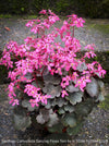Saxifraga Cortusifolia Dancing Pixies Toni, Steinbrech, organically grown plants for sale at TOMs FLOWer CLUB.