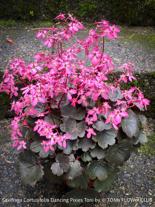 Saxifraga Cortusifolia Dancing Pixies Toni, Steinbrech, organically grown plants for sale at TOMs FLOWer CLUB.